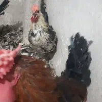 فروش ۸عددخروس گلین