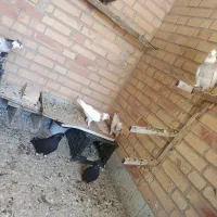 باسلام تعدادی طوقی و چشو‌ نوک یجا فروخته میشود
