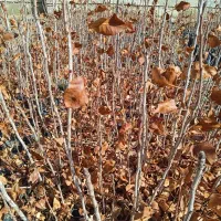 یک ساله|گل و گیاه طبیعی|چترود, |دیوار