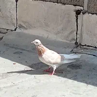 هفرنگ زرد نره مست|پرنده|الوند, |دیوار