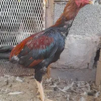 حراج و فروش خروس گلین/مرغ وخروس لاری/مرغ محلی|حراج|رفسنجان, |دیوار