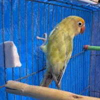 طوطی برزیلی نر|پرنده|رشت, شهرک صبا|دیوار