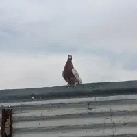 کفتر|پرنده|شیراز, تندگویان|دیوار