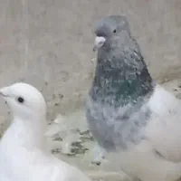 کفتر بومب زدو خوردی زیر سیمی