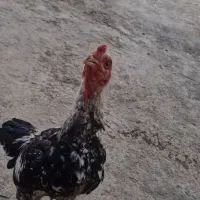 خروس اصیل ضمانتی