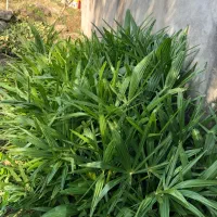 گل پالم لاتانیا|عمدهفروشی|تنکابن, |دیوار