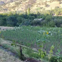 زمین کشاورزی