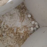 البینو|پرنده|بندر ماهشهر, |دیوار