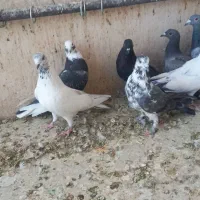 گرفتنی همه سالم|پرنده|قم, هفت تیر|دیوار