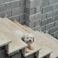 شیتزو سوپر فلت عروسکی اول توضیحات را بخوانید