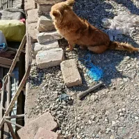 سگ پا کوتاه