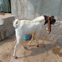 پازن سالم وسرحال