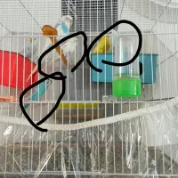 فروش یا معامله مرغ عشق