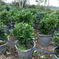 فروش یاس هلندی سطل ۱۰|گل و گیاه طبیعی|املش, |دیوار