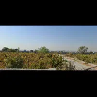 باغ باغچه ۳۰۰ تا ۱۰۰۰ متری|فروش زمین و ملک کلنگی|رباطکریم, پیغمبر|دیوار