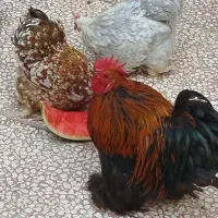 مرغ خروس تخمگذار واکسن زده|پرنده|قم, تولید دارو و یخچال|دیوار