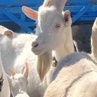سانن بز