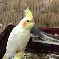 عروس هلندی|پرنده|رباط‌کریم, رباط‌کریم|دیوار