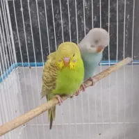 مرغ عشق|پرنده|صدرا-فارس, فاز ۲|دیوار