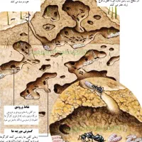 موریانه زدایی و سم زدایی مجدم باضمانت ۱۰ساله|خدمات نظافت|سوسنگرد, |دیوار