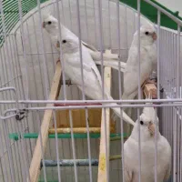 عروس هلندی|پرنده|مشهد, ویلاشهر|دیوار