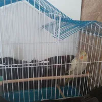 عروس هلندی|پرنده|کیار, |دیوار