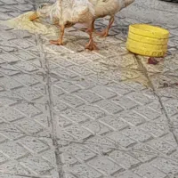 اردک|پرنده|اصفهان, مسجد مصلی|دیوار