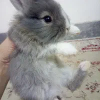 بچه خرگوش های لپو بامزه