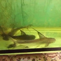 سه عدد پنکوسی درشت