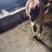 گوساله نر