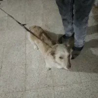 سگ خانگی