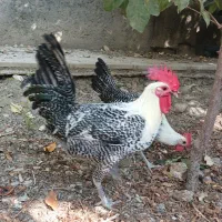 خروس جوان زینتی
