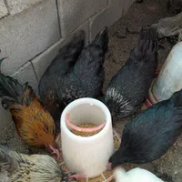 تخم‌نطفه‌دار،جاپنیز.کوشین.مینیاتوری‌،گلین|حیوانات مزرعه|نجف‌آباد, گلدشت|دیوار