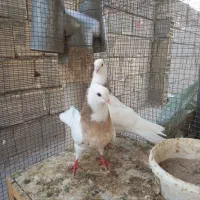 کبوتر نروماده|پرنده|اصفهان, قائمیه|دیوار