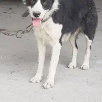 سگ قدرجونی نر|سگ|برخوار, |دیوار