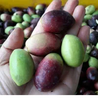 روغن زیتون اصل رودبار