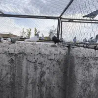 مخمل طوقی|پرنده|نجفآباد, یزدانشهر|دیوار