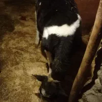 گوساله ماده