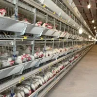 نصاب و تجهیز سالن پرورش مرغ ، بوقلمون|ماشینآلات صنعتی|بیرجند, |دیوار