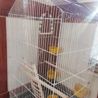 قفس پرنده|لوازم جانبی حیوانات|شیراز, پانصد دستگاه ارتش|دیوار