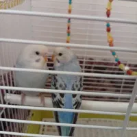 مرغ عشق|پرنده|نوشین شهر, |دیوار