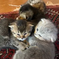 توله گربه اسکاتیش فولد