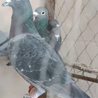 پلاکی|حیوانات|شوشتر, |دیوار