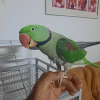 شاه طوطی جفت مولد|پرنده|رباط‌کریم, رباط‌کریم|دیوار