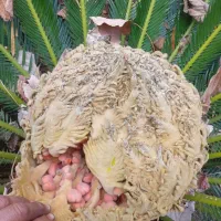 فروش گل سیکاس|گل و گیاه طبیعی|رشت, حومه رشت|دیوار