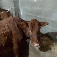 گاو دورگ هولشتاین|حیوانات مزرعه|رشت, منظریه|دیوار