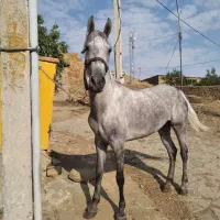 اسب مادیون کرد ۴به ۵ سواری عالی