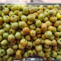 زالزالک ،کیویج