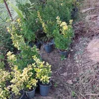 فروش فوری شمشاد سبز و طلایی در کلاچای