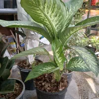 دیفن افوربیا سیکلامن کالانکولا بونسای اواع آگلونما